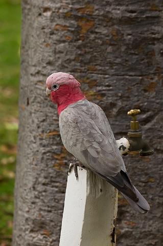 022 Yanchep NP, roze kaketoe.jpg